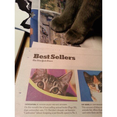 Catification: Designing a Happy and Stylish Home for Your Cat (and You!) - Image 3