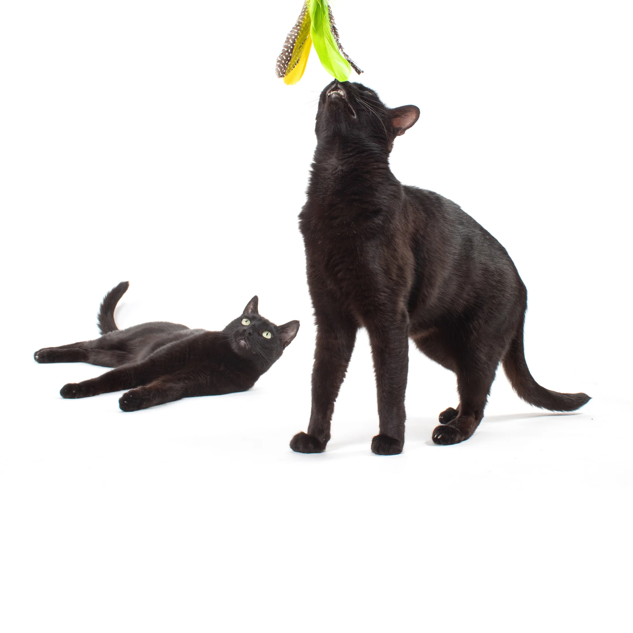 Gotcha! Cat Wand Toy - Image 6