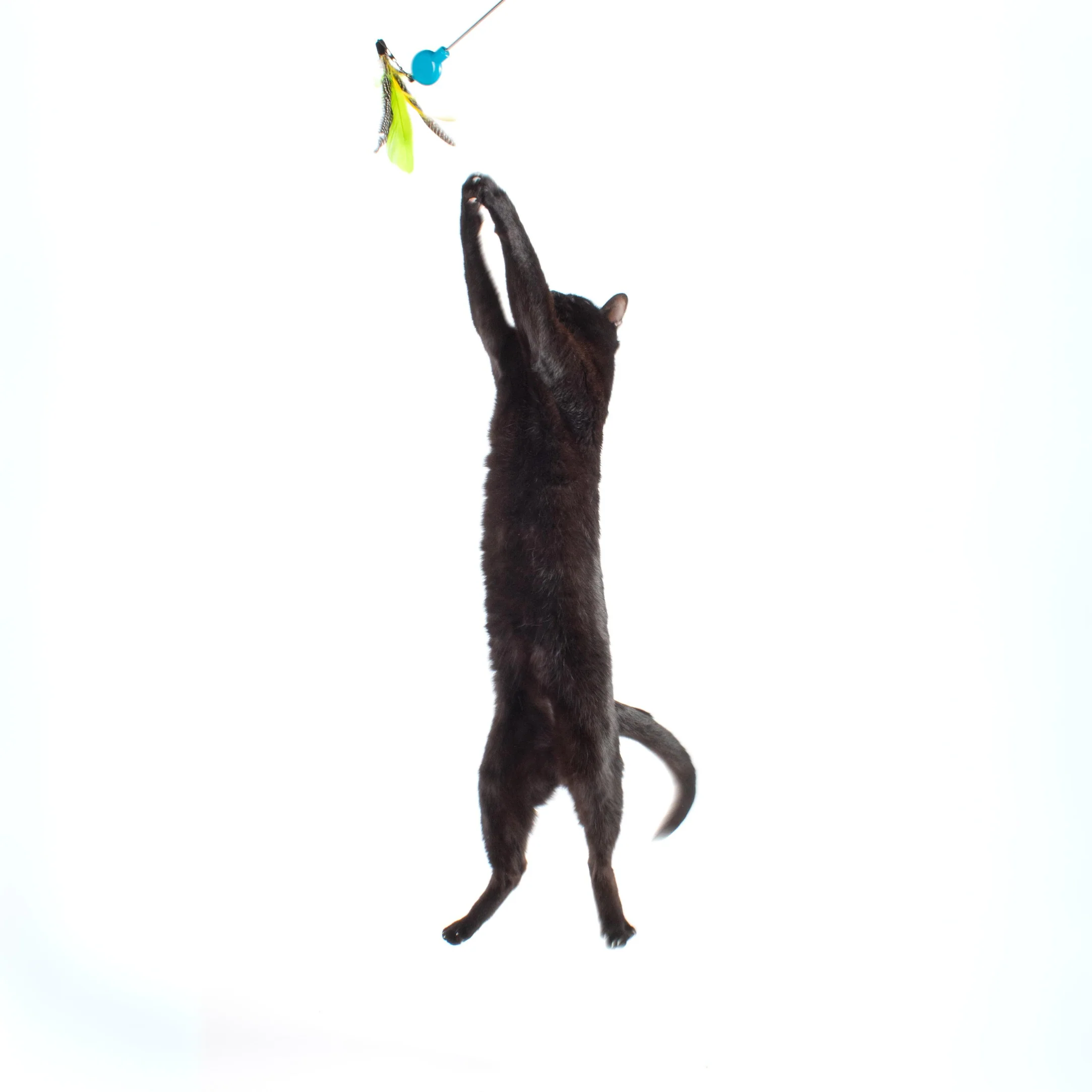 Gotcha! Cat Wand Toy - Image 8